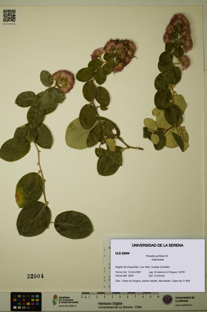 Proustia pyrifolia [Espécimen: ULS:ULS:0022004]