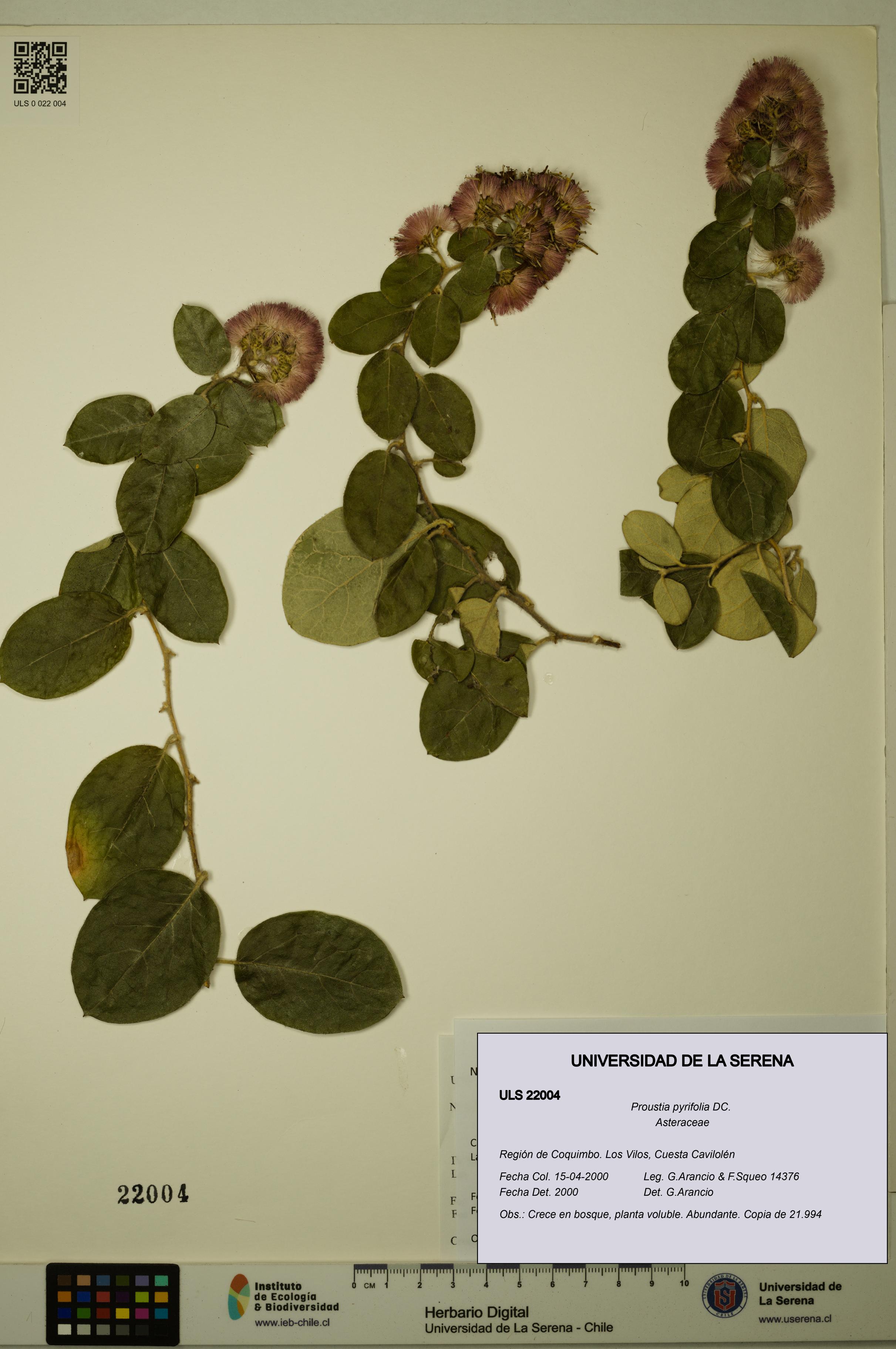 Proustia pyrifolia [Espécimen: ULS:ULS:0022004]