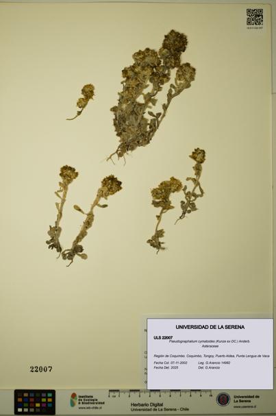 Pseudognaphalium cymatoides [Espécimen: ULS:ULS:0022007]
