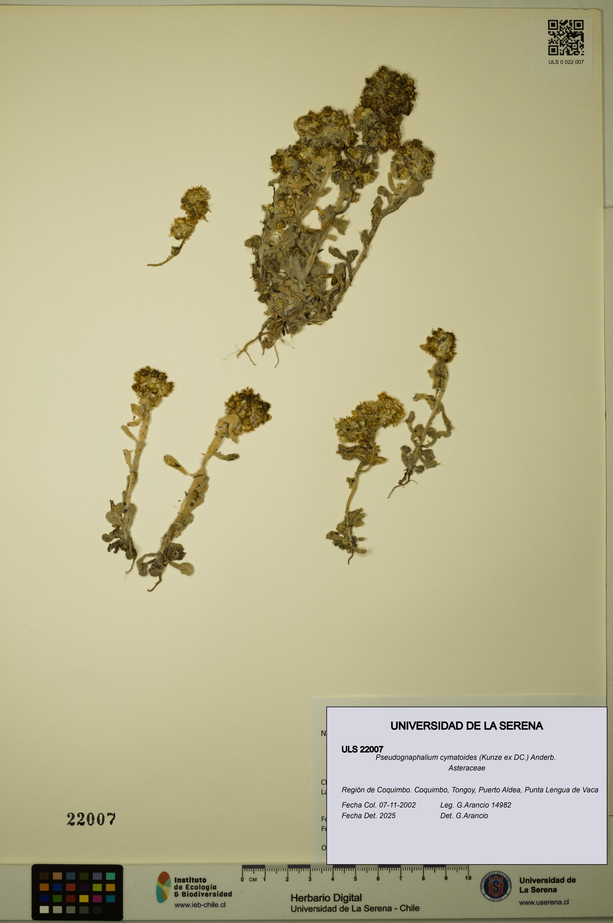 Pseudognaphalium cymatoides [Espécimen: ULS:ULS:0022007]