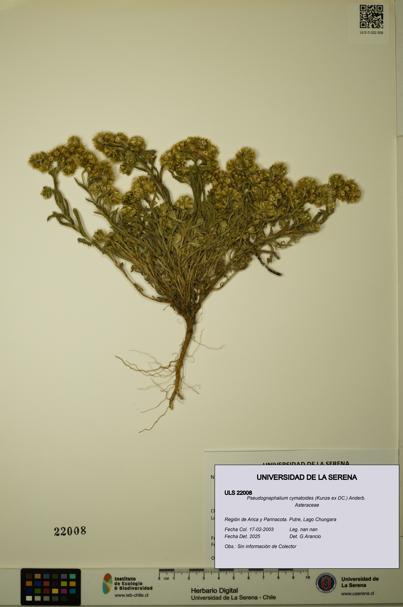 Pseudognaphalium cymatoides [Espécimen: ULS:ULS:0022008]