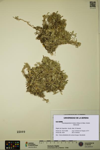 Pseudognaphalium lacteum [Espécimen: ULS:ULS:0022009]