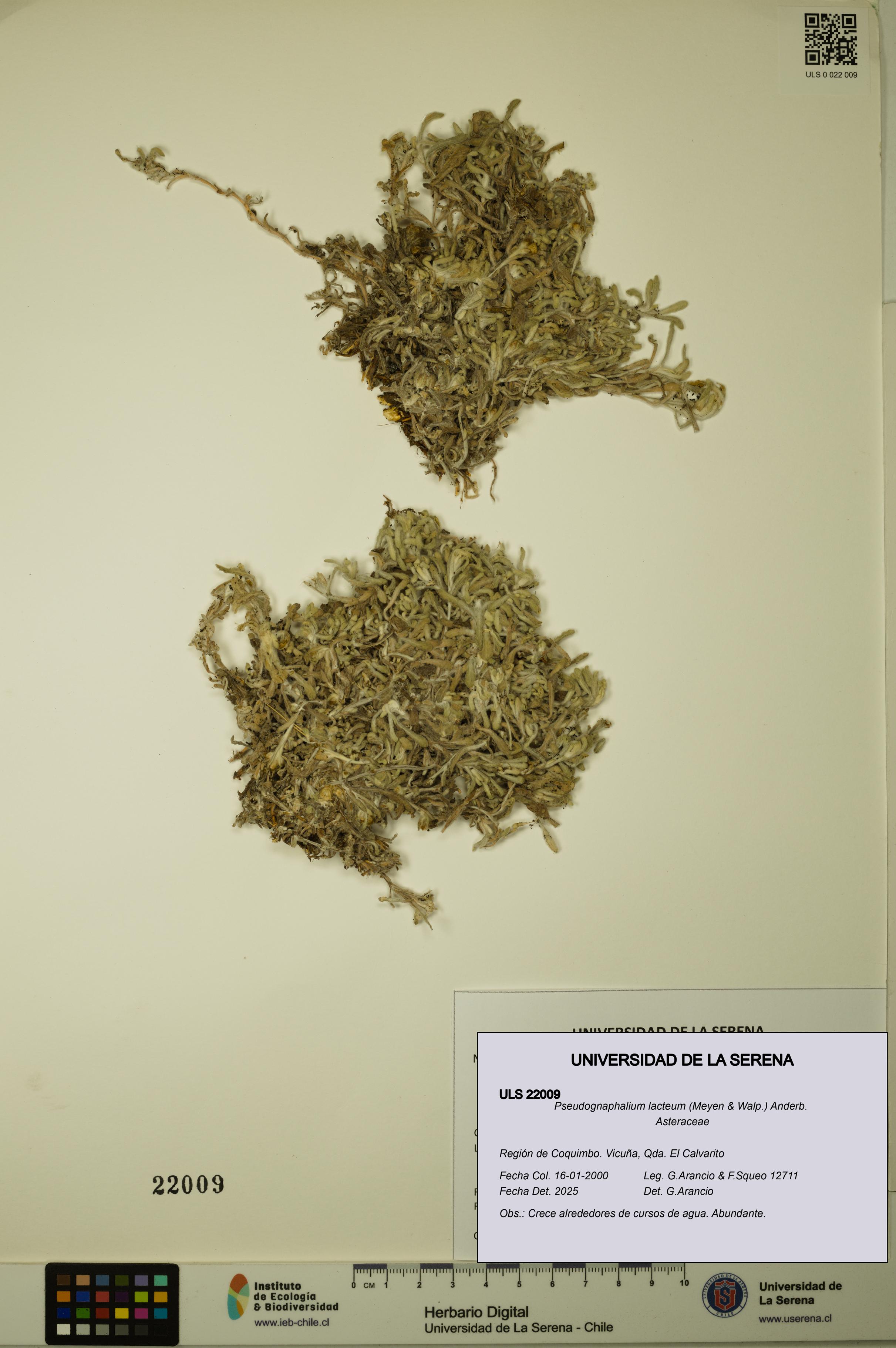 Pseudognaphalium lacteum [Espécimen: ULS:ULS:0022009]