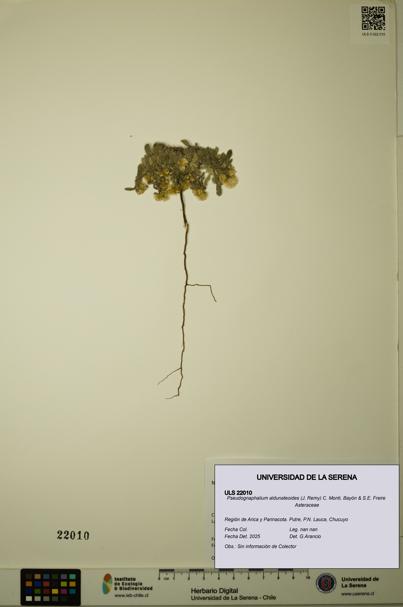 Pseudognaphalium aldunateoides [Espécimen: ULS:ULS:0022010]