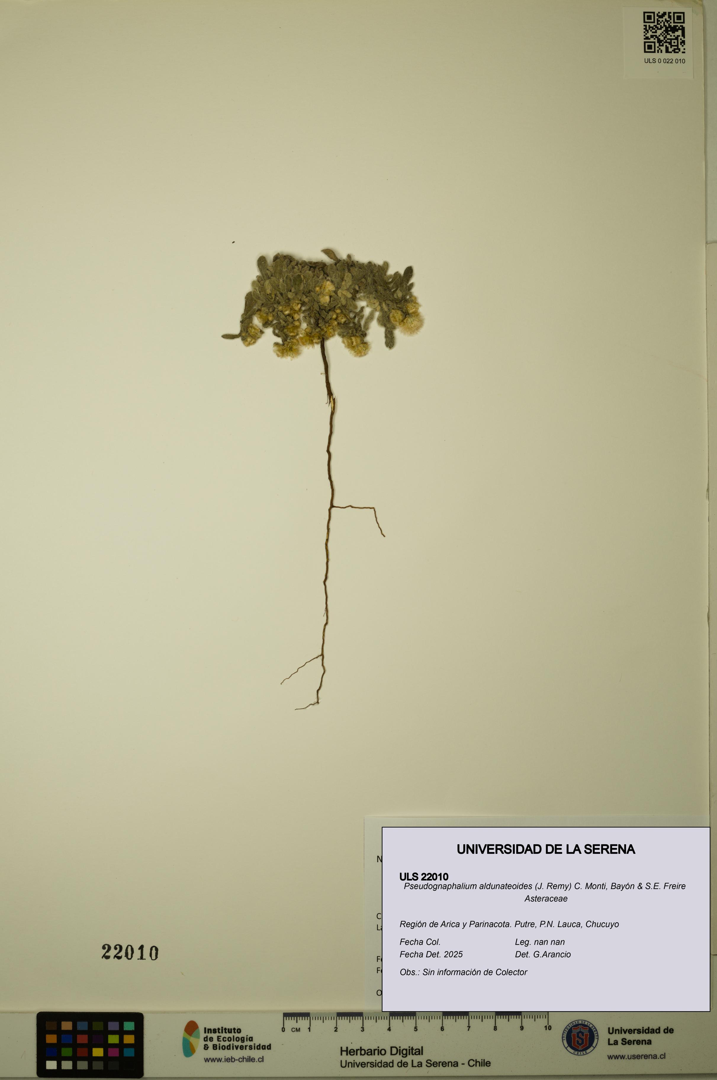 Pseudognaphalium aldunateoides [Espécimen: ULS:ULS:0022010]