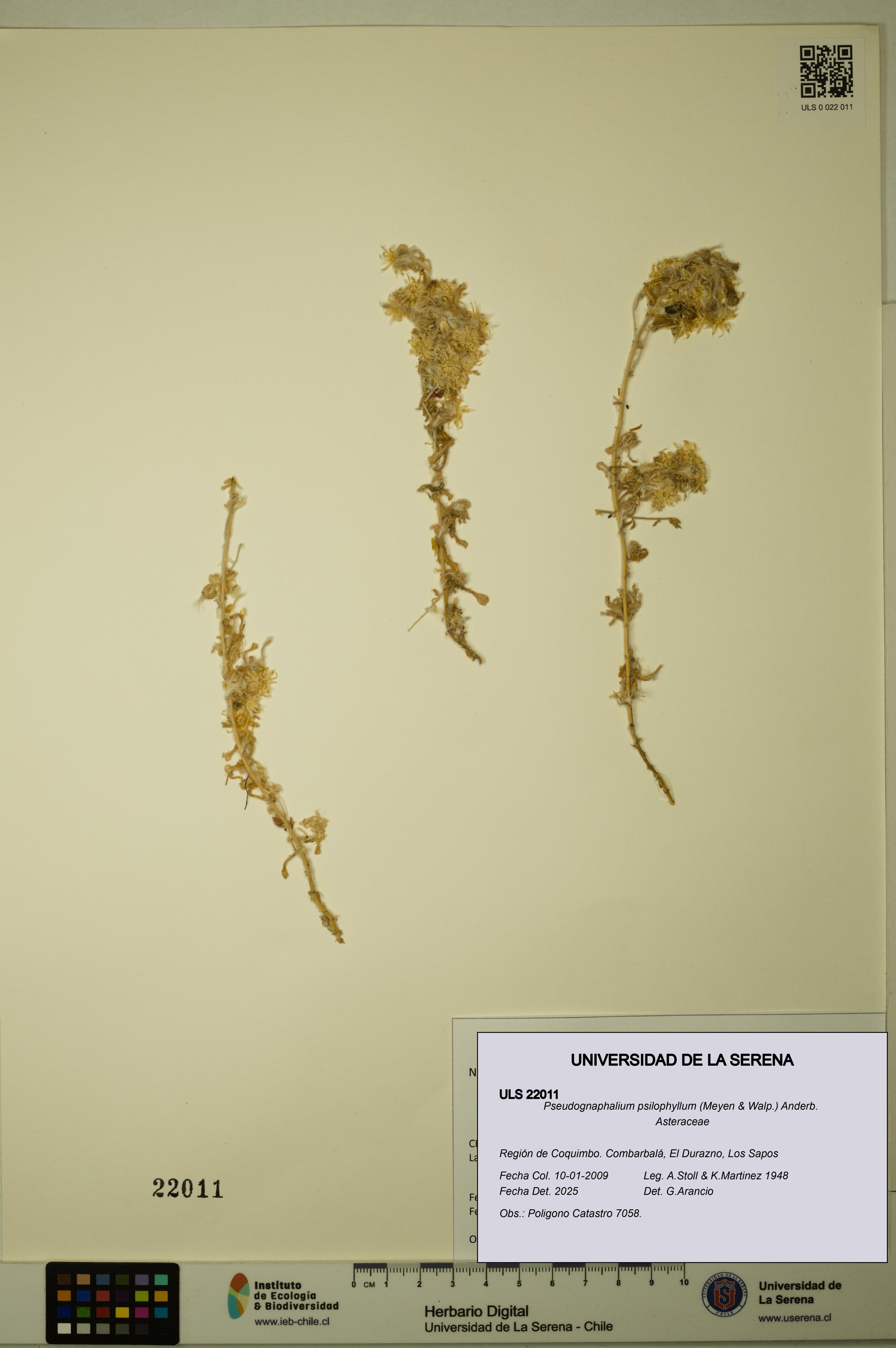 Pseudognaphalium psilophyllum [Espécimen: ULS:ULS:0022011]