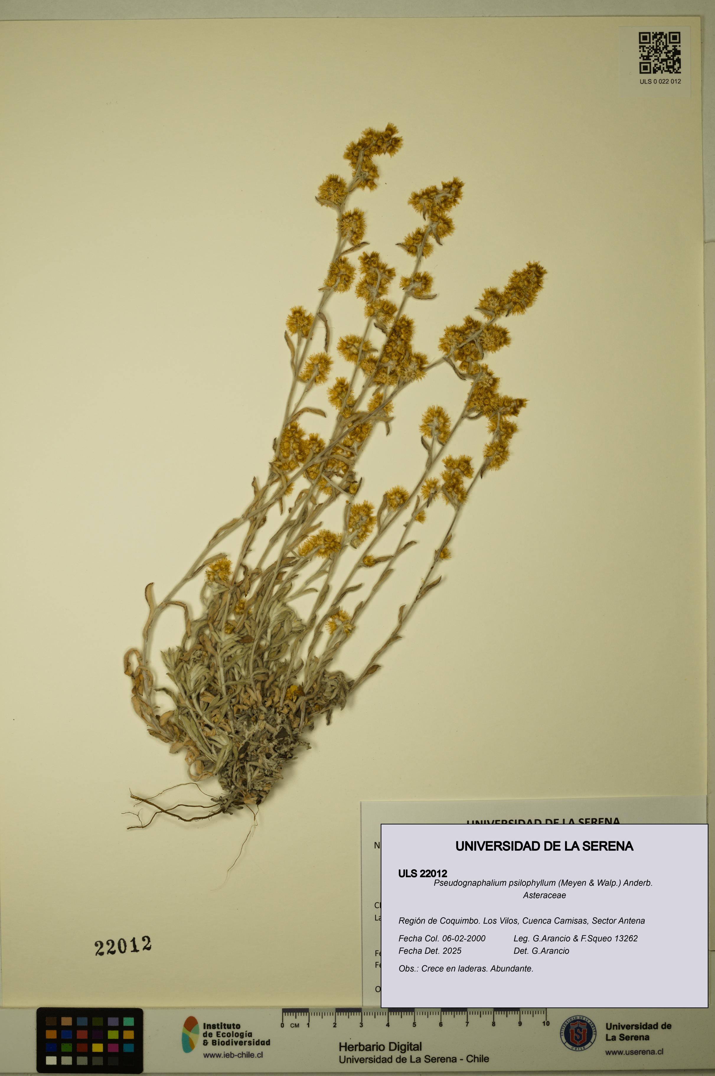 Pseudognaphalium psilophyllum [Espécimen: ULS:ULS:0022012]