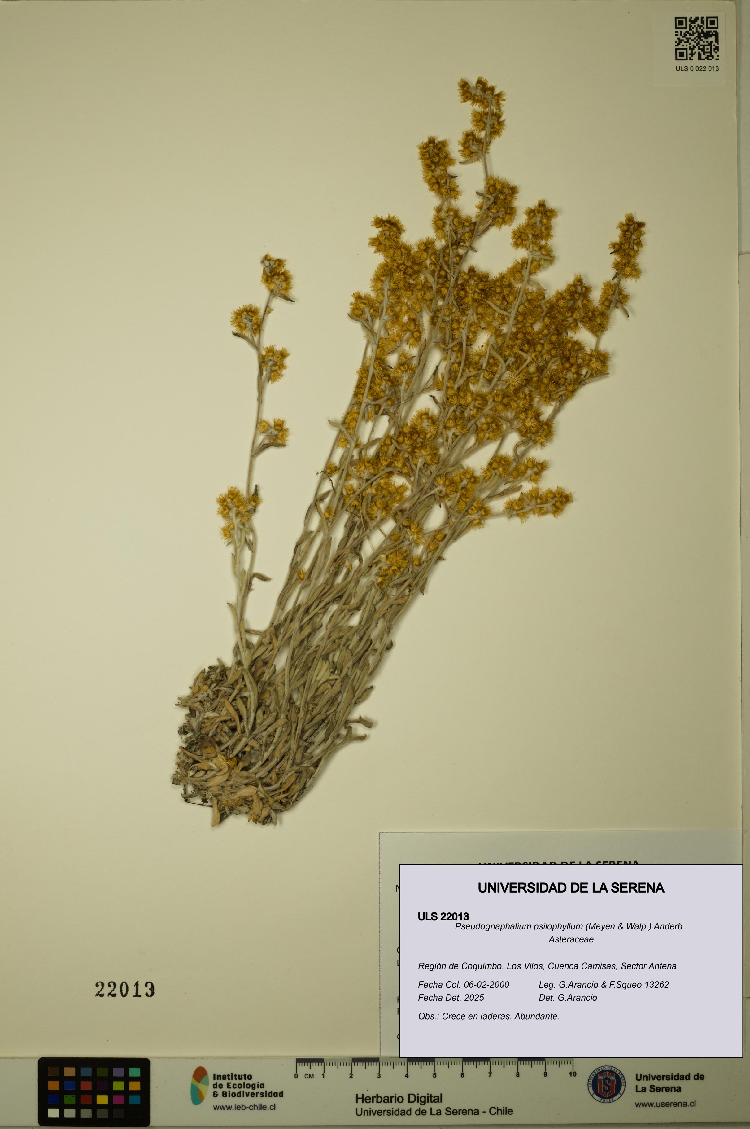 Pseudognaphalium psilophyllum [Espécimen: ULS:ULS:0022013]