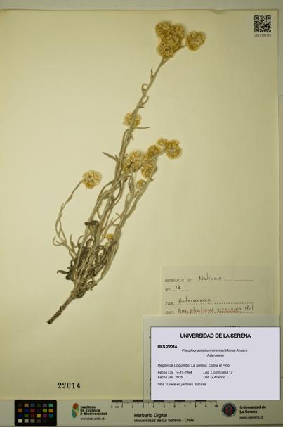 Pseudognaphalium viravira [Espécimen: ULS:ULS:0022014]