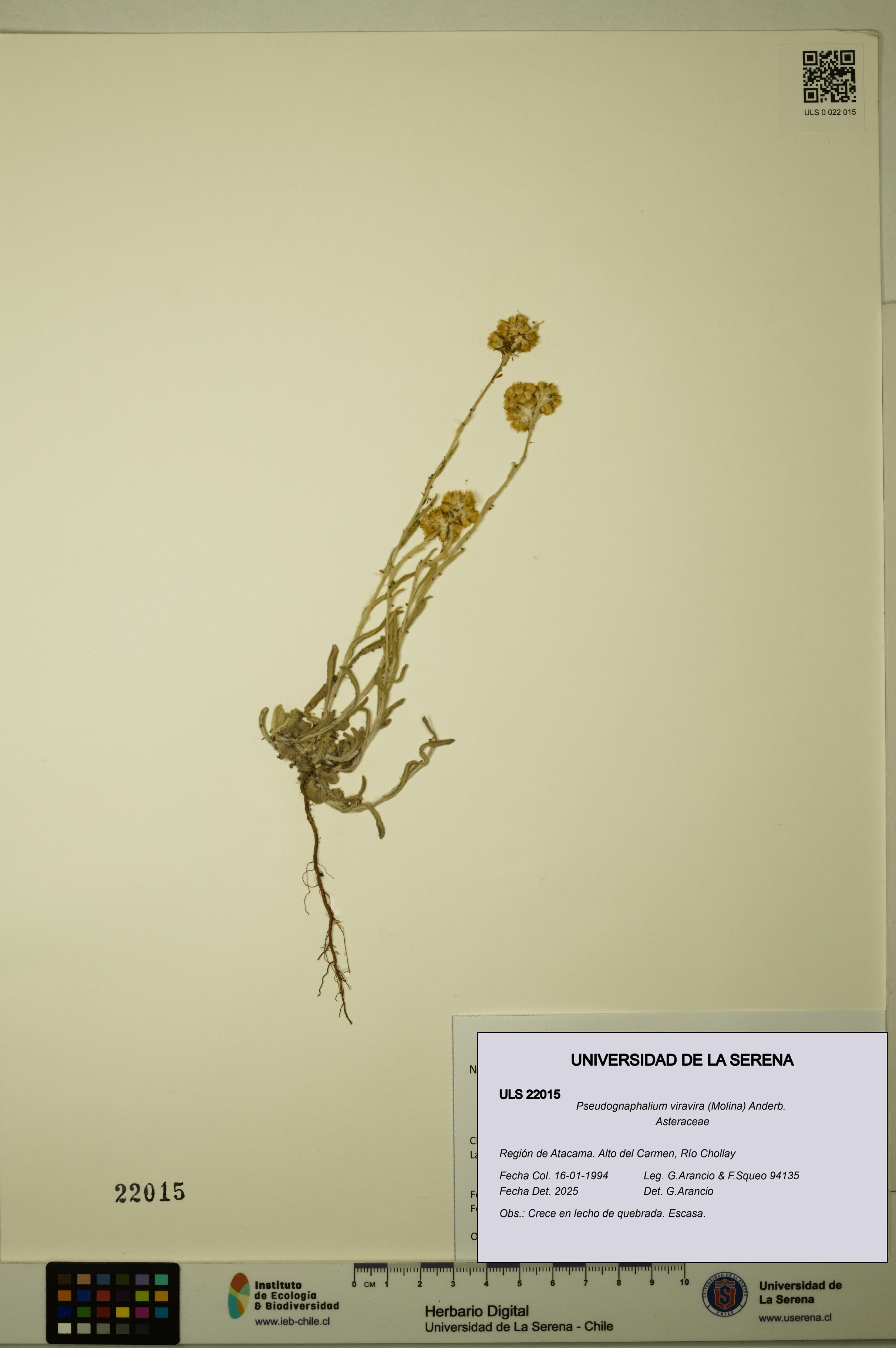 Pseudognaphalium viravira [Espécimen: ULS:ULS:0022015]