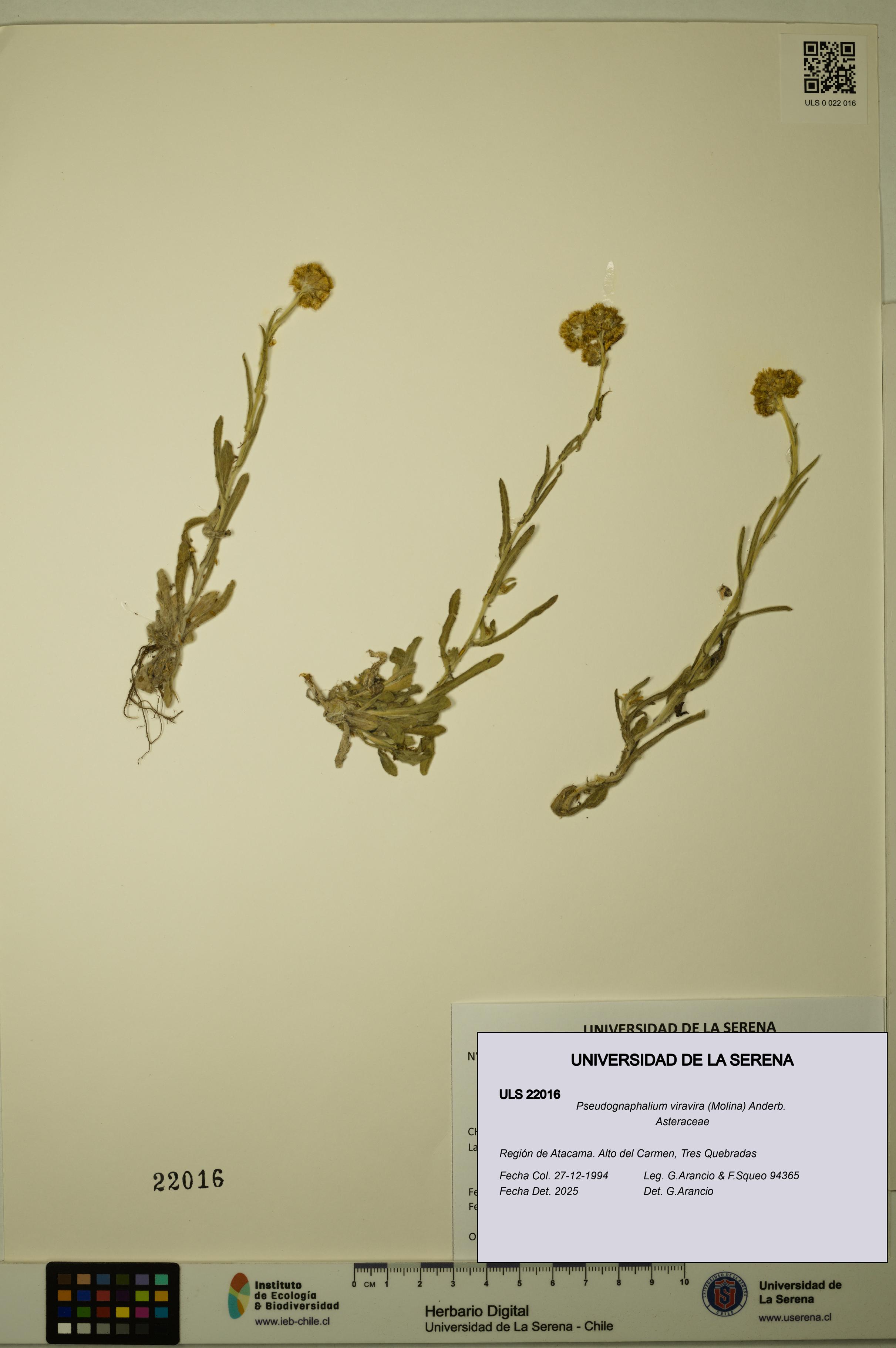 Pseudognaphalium viravira [Espécimen: ULS:ULS:0022016]