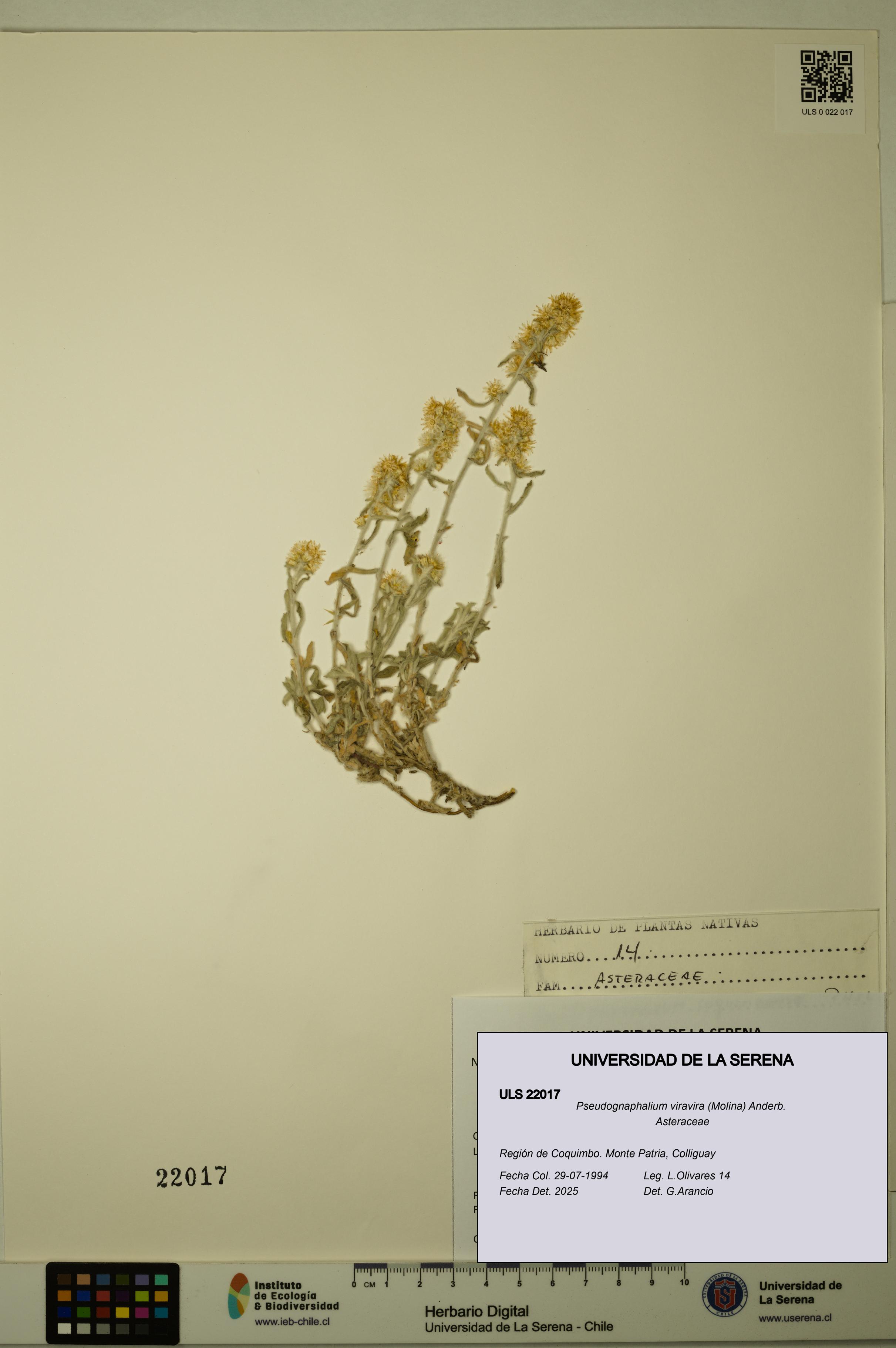 Pseudognaphalium viravira [Espécimen: ULS:ULS:0022017]