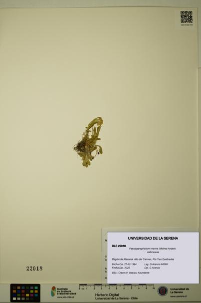 Pseudognaphalium viravira [Espécimen: ULS:ULS:0022018]