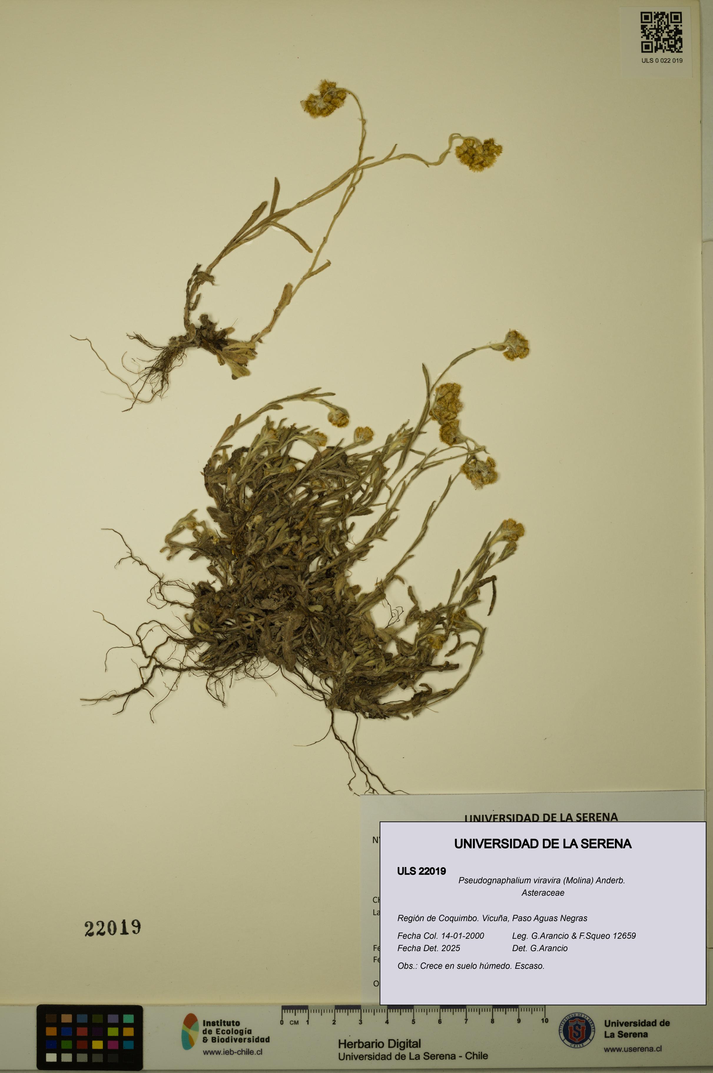 Pseudognaphalium viravira [Espécimen: ULS:ULS:0022019]
