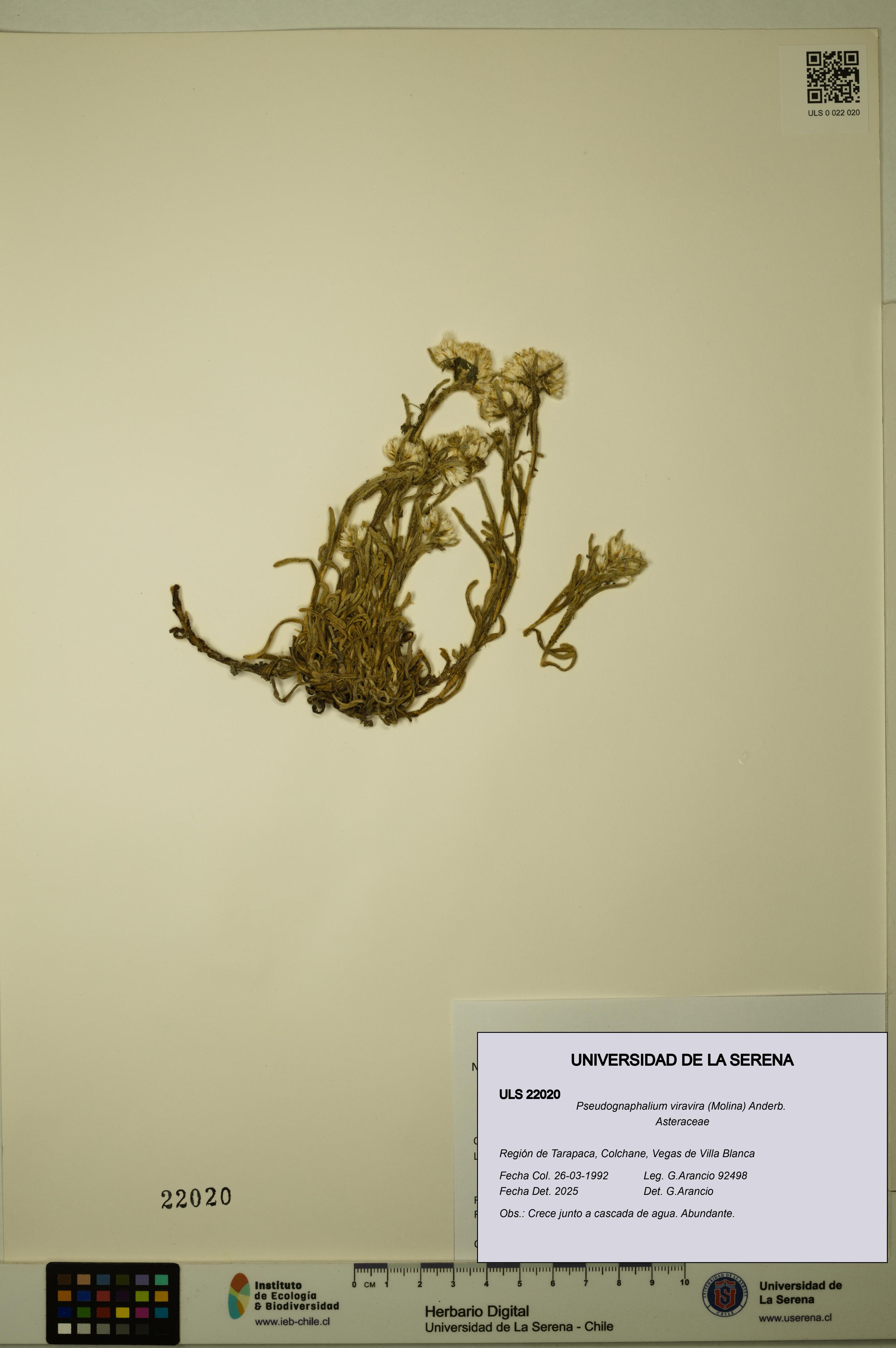 Pseudognaphalium viravira [Espécimen: ULS:ULS:0022020]