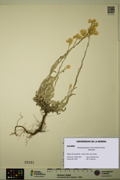 Pseudognaphalium viravira [Espécimen: ULS:ULS:0022021]