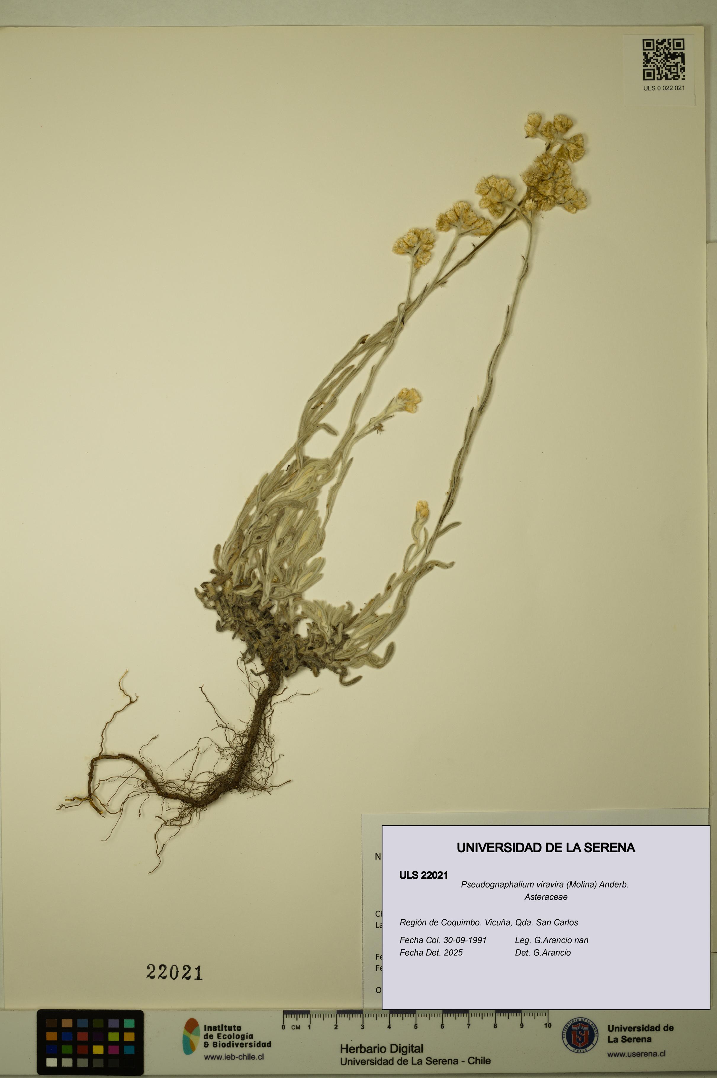 Pseudognaphalium viravira [Espécimen: ULS:ULS:0022021]