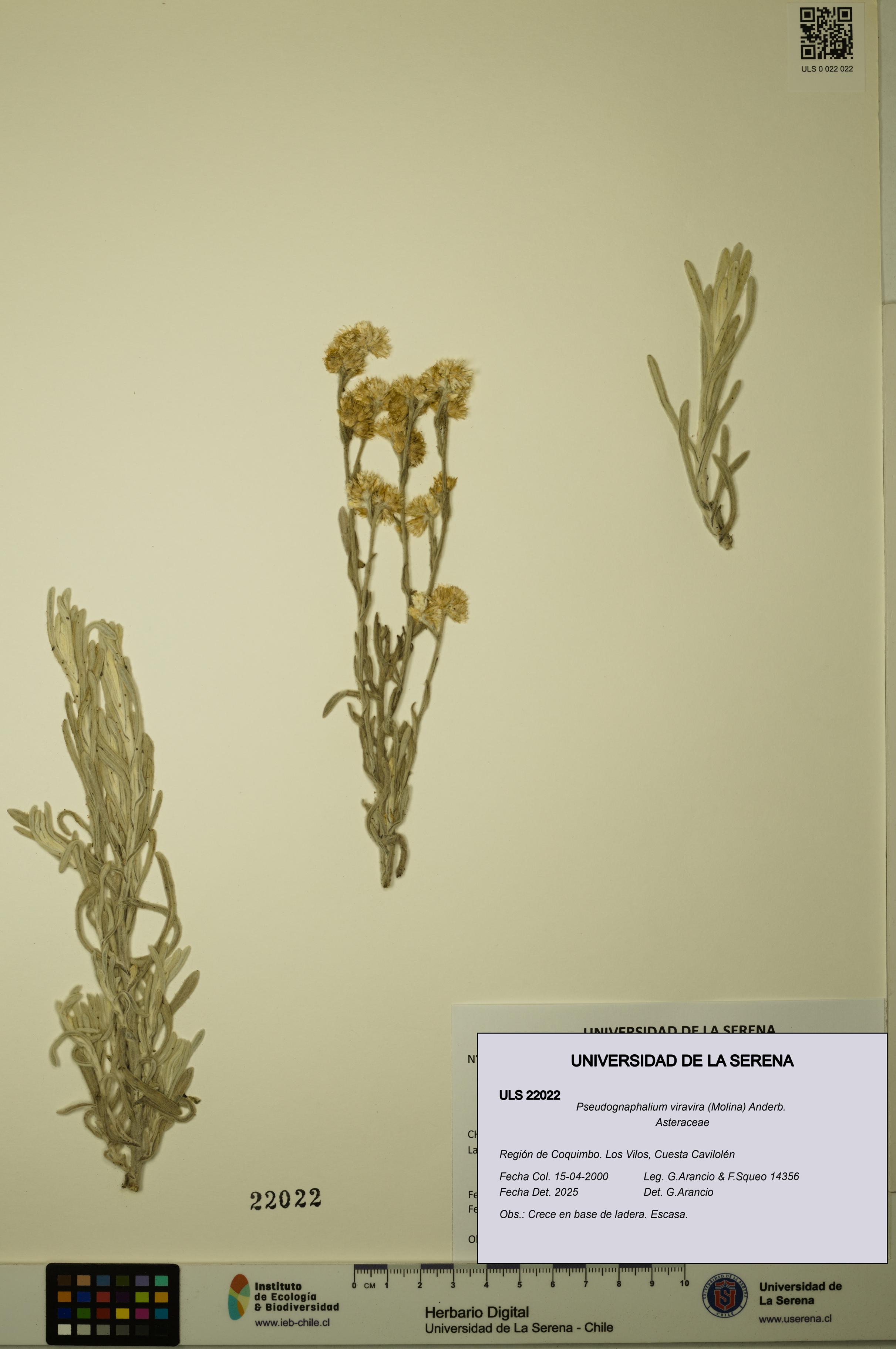 Pseudognaphalium viravira [Espécimen: ULS:ULS:0022022]