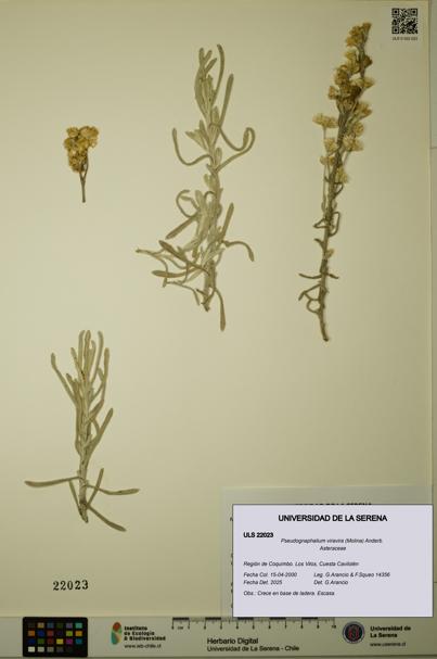 Pseudognaphalium viravira [Espécimen: ULS:ULS:0022023]