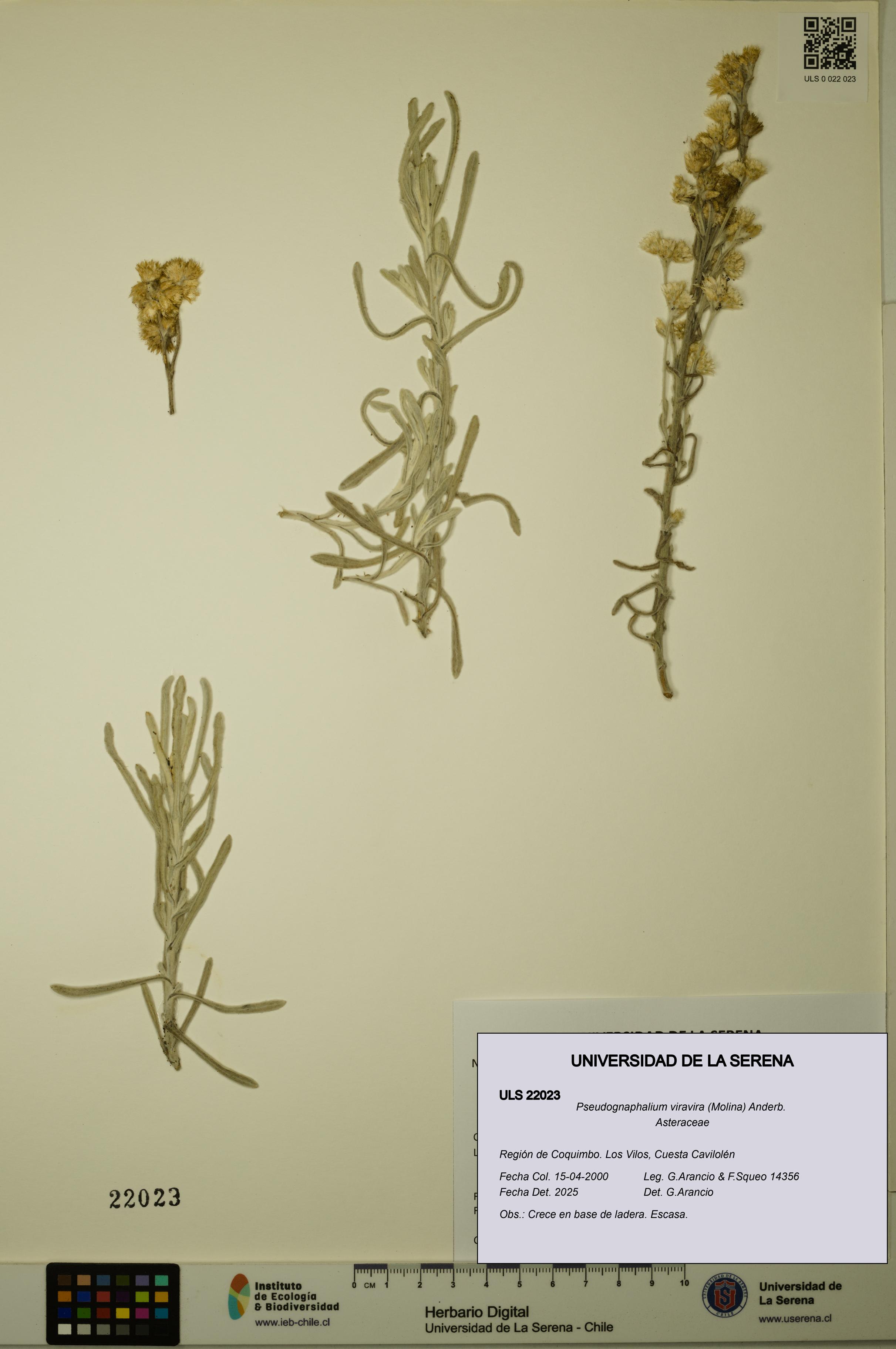 Pseudognaphalium viravira [Espécimen: ULS:ULS:0022023]