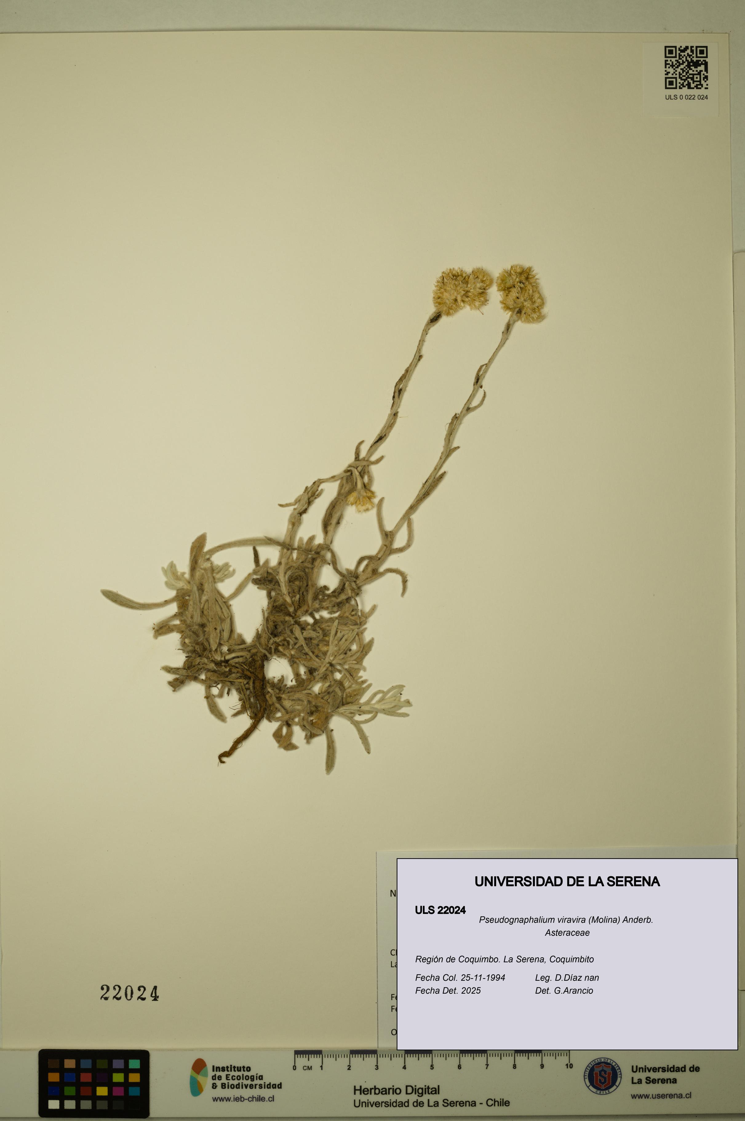 Pseudognaphalium viravira [Espécimen: ULS:ULS:0022024]
