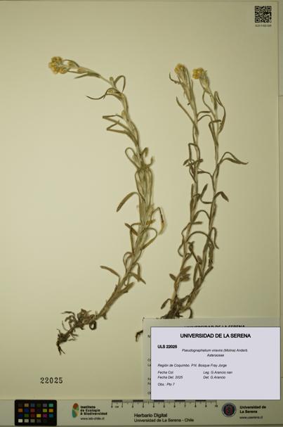 Pseudognaphalium viravira [Espécimen: ULS:ULS:0022025]