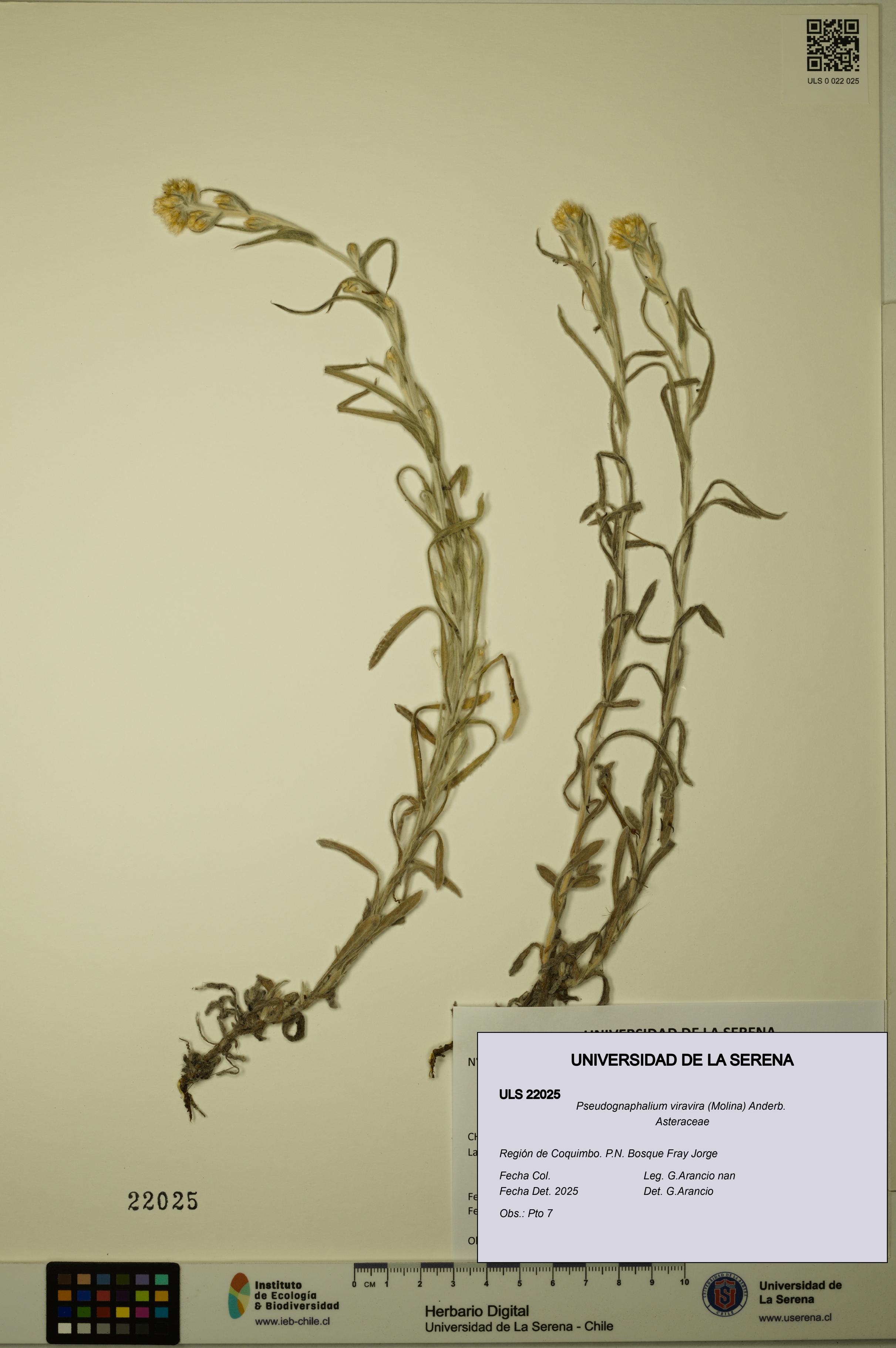 Pseudognaphalium viravira [Espécimen: ULS:ULS:0022025]