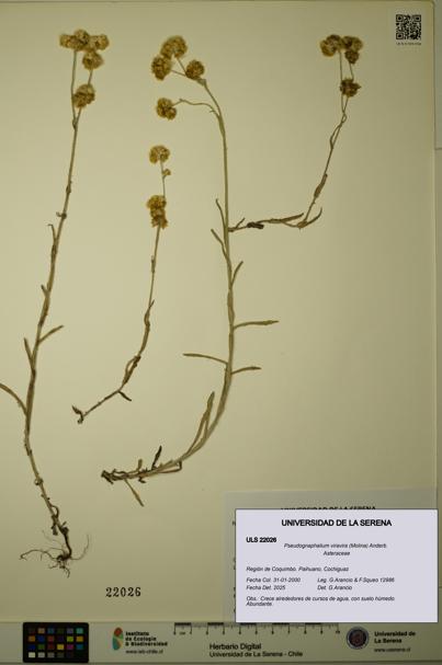 Pseudognaphalium viravira [Espécimen: ULS:ULS:0022026]