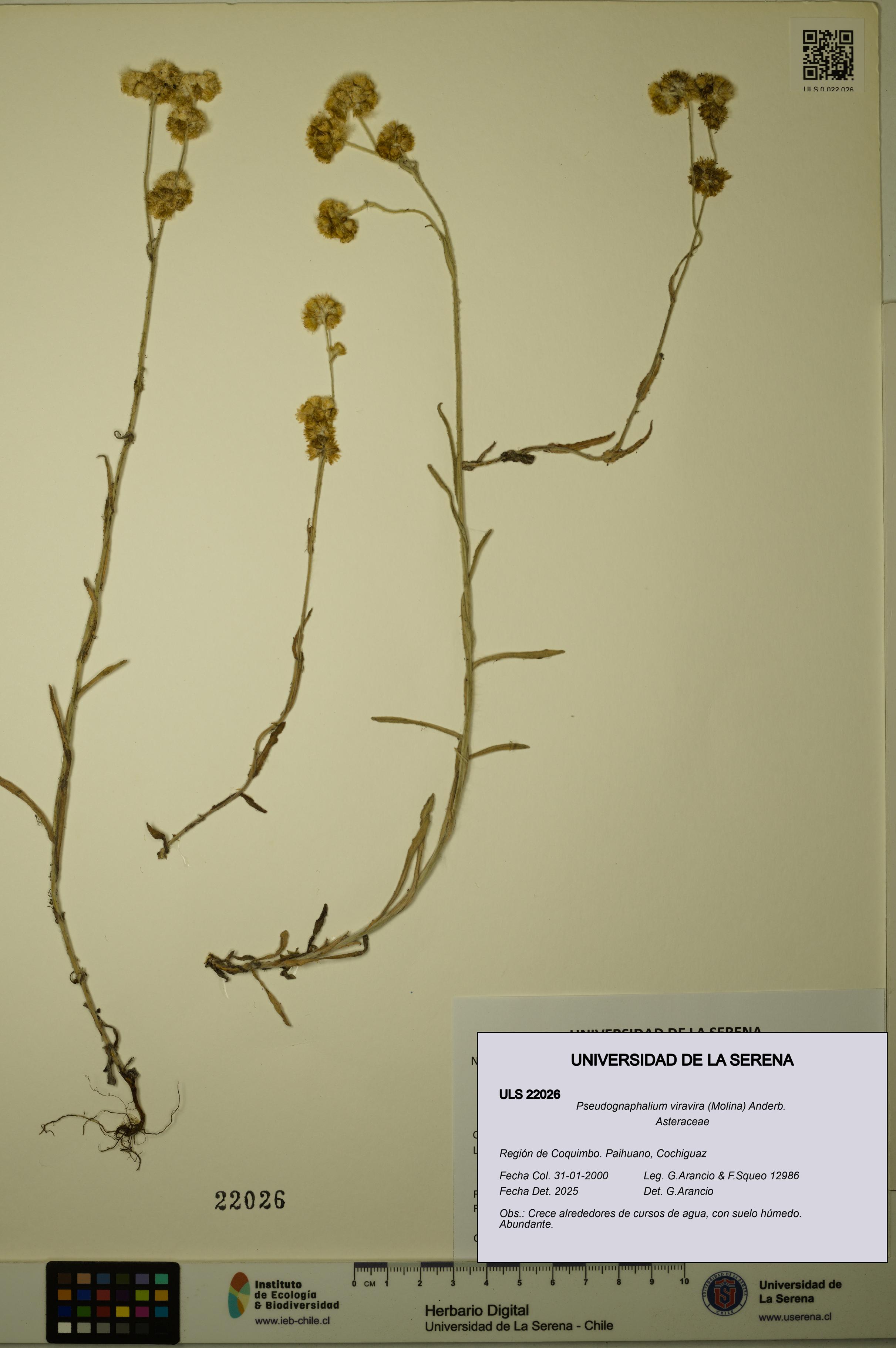 Pseudognaphalium viravira [Espécimen: ULS:ULS:0022026]