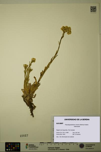 Pseudognaphalium viravira [Espécimen: ULS:ULS:0022027]