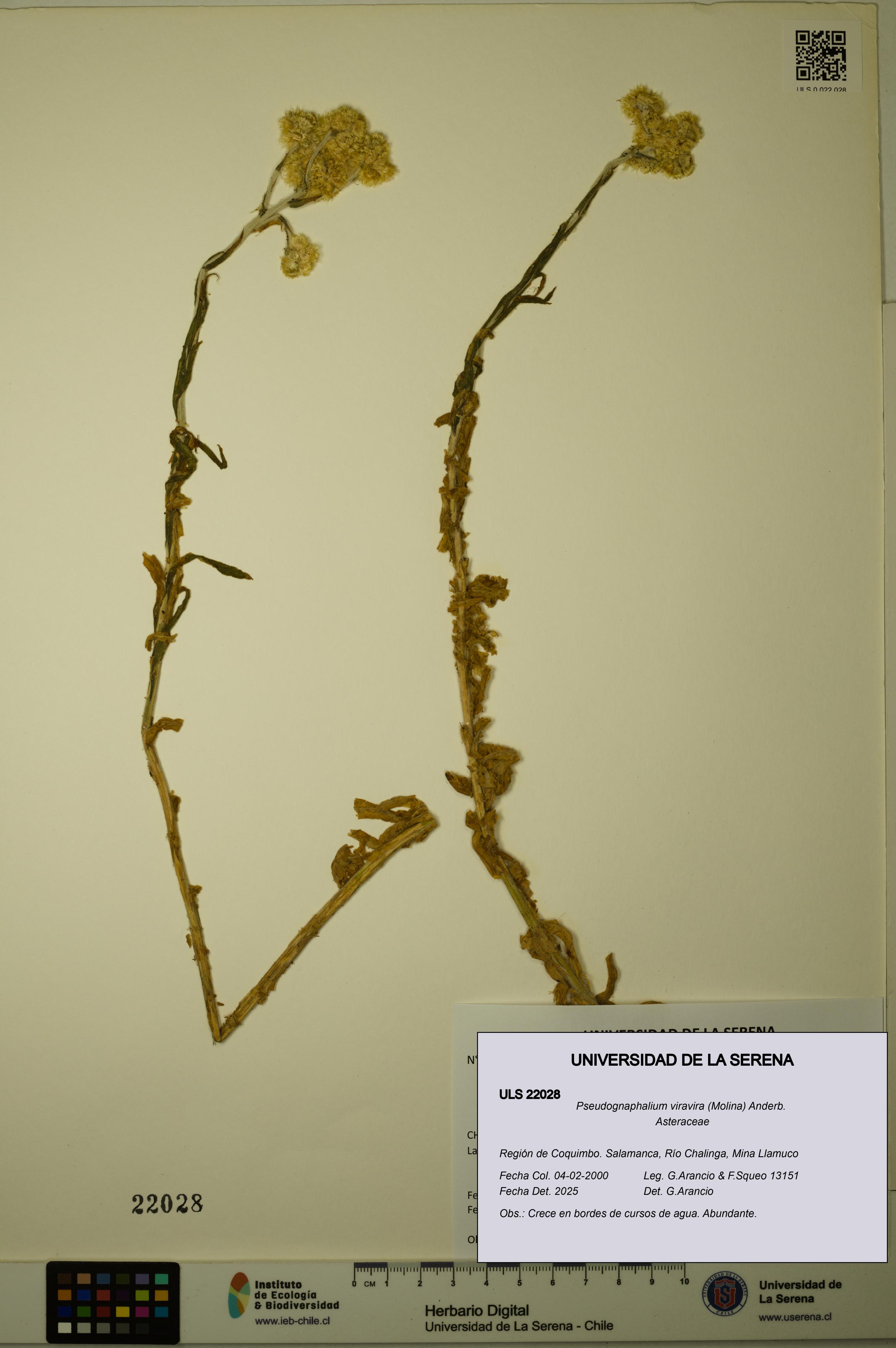 Pseudognaphalium viravira [Espécimen: ULS:ULS:0022028]