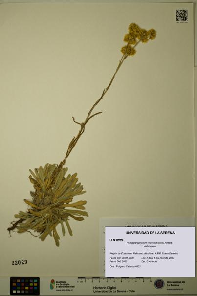 Pseudognaphalium viravira [Espécimen: ULS:ULS:0022029]
