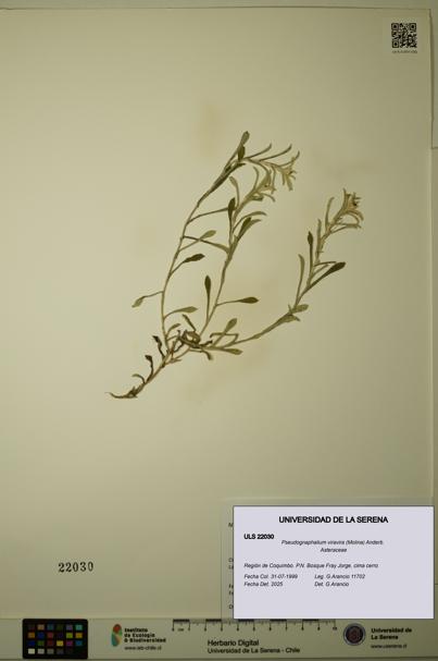 Pseudognaphalium viravira [Espécimen: ULS:ULS:0022030]