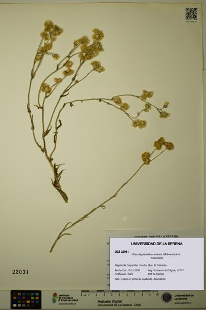 Pseudognaphalium viravira [Espécimen: ULS:ULS:0022031]