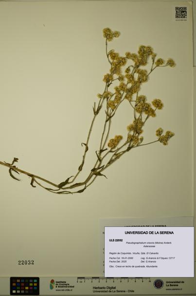 Pseudognaphalium viravira [Espécimen: ULS:ULS:0022032]