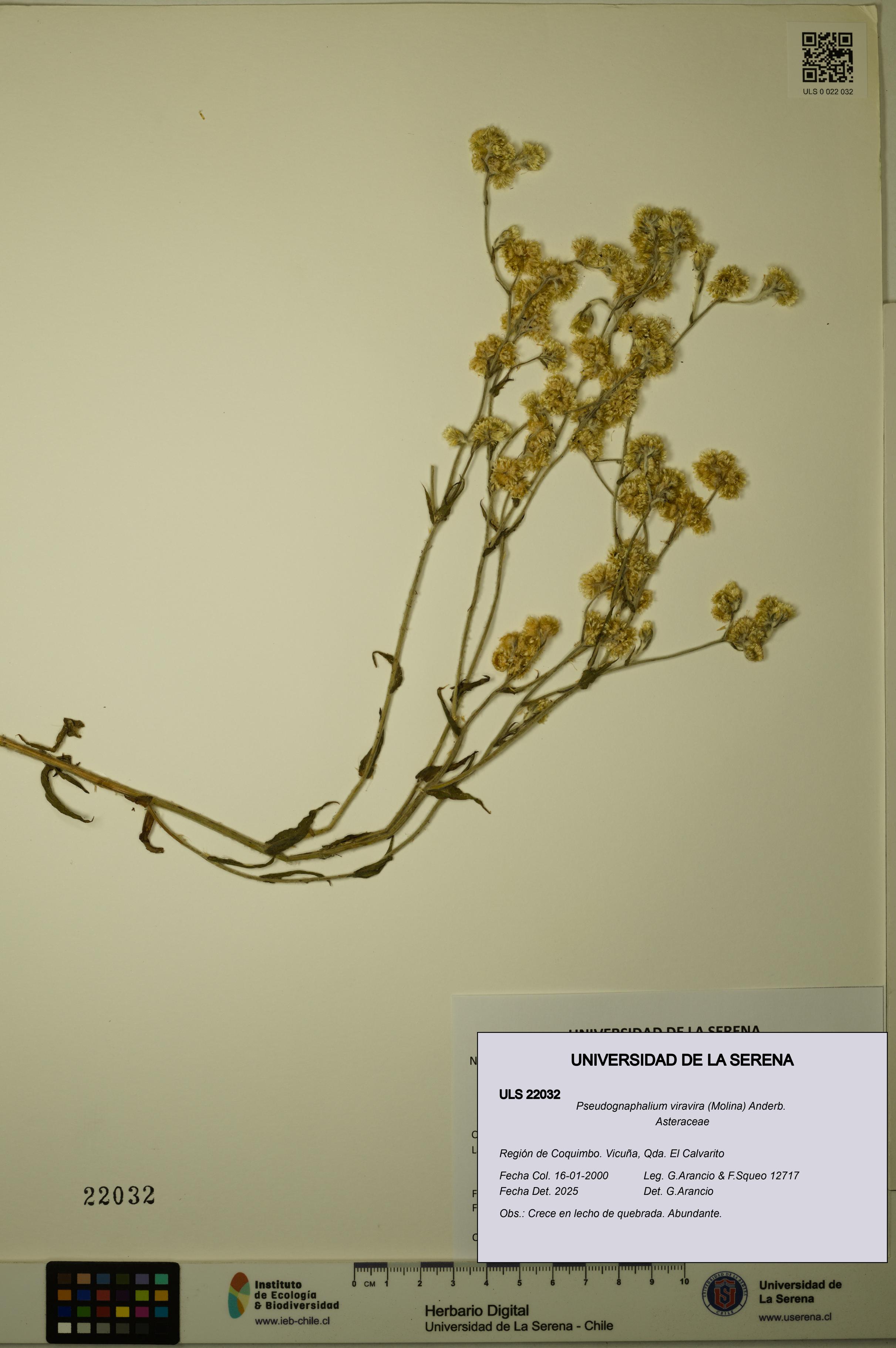 Pseudognaphalium viravira [Espécimen: ULS:ULS:0022032]