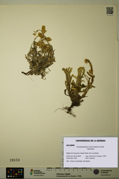 Pseudognaphalium viravira [Espécimen: ULS:ULS:0022033]