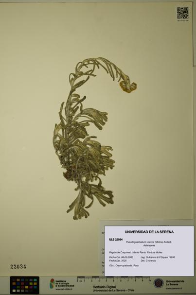 Pseudognaphalium viravira [Espécimen: ULS:ULS:0022034]