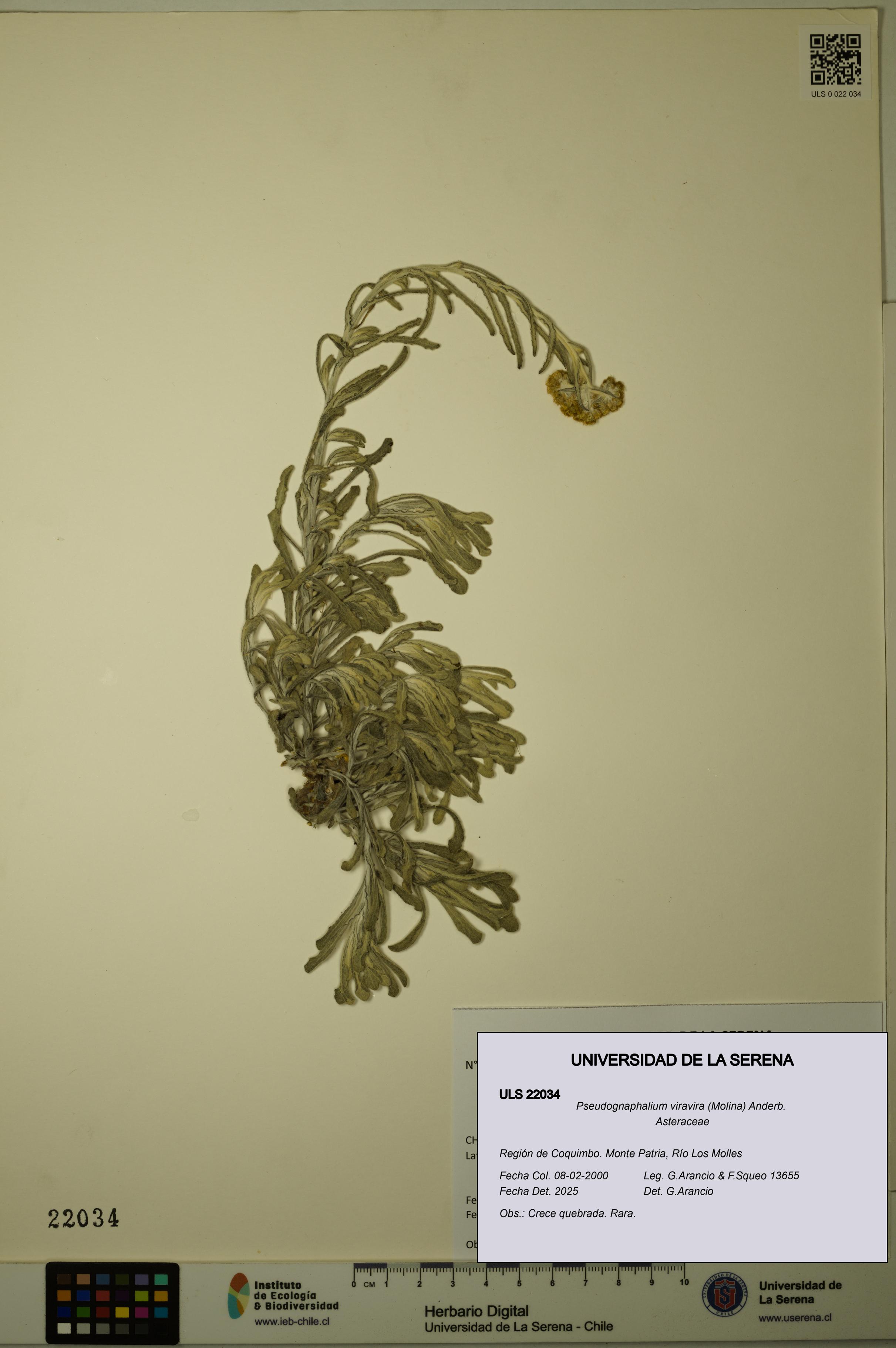 Pseudognaphalium viravira [Espécimen: ULS:ULS:0022034]