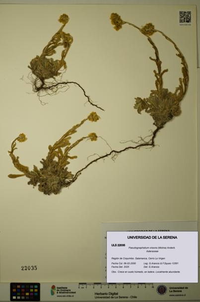 Pseudognaphalium viravira [Espécimen: ULS:ULS:0022035]