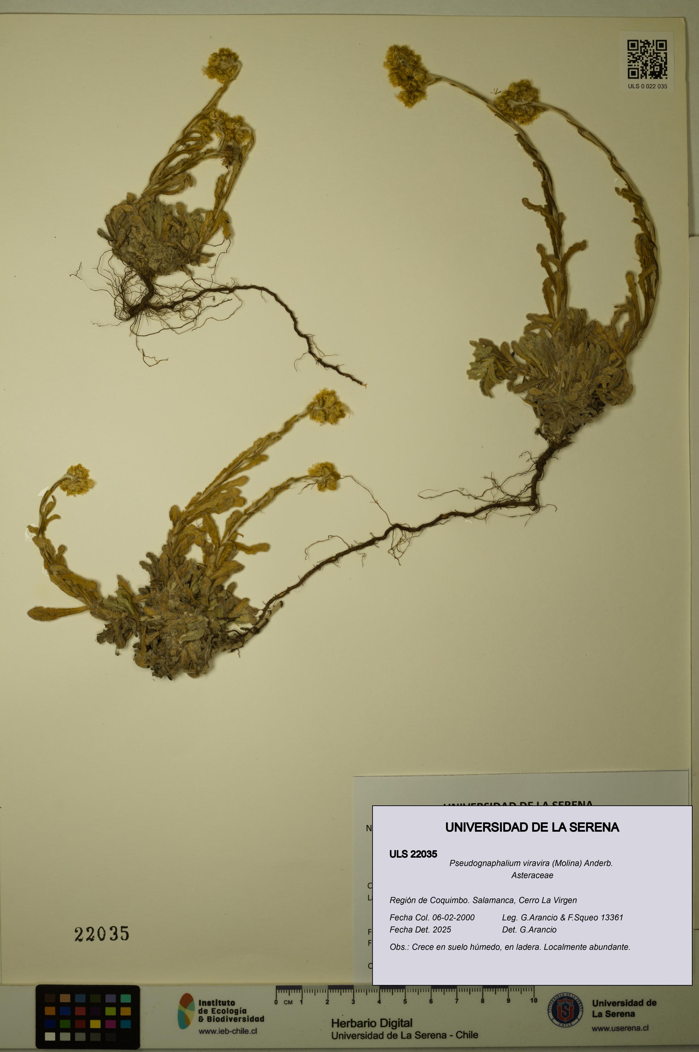 Pseudognaphalium viravira [Espécimen: ULS:ULS:0022035]