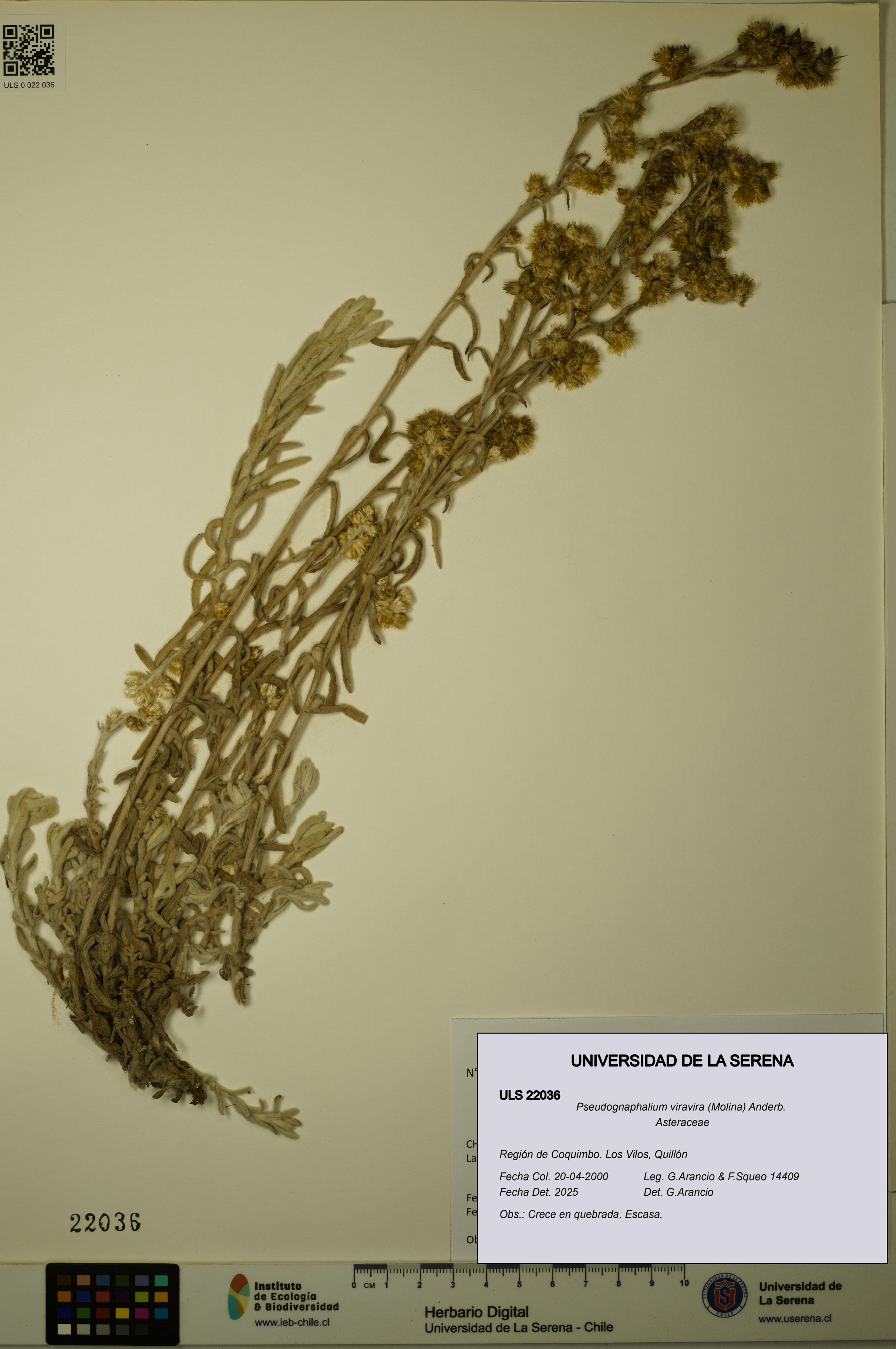 Pseudognaphalium viravira [Espécimen: ULS:ULS:0022036]