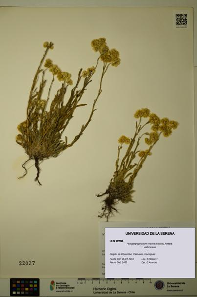 Pseudognaphalium viravira [Espécimen: ULS:ULS:0022037]