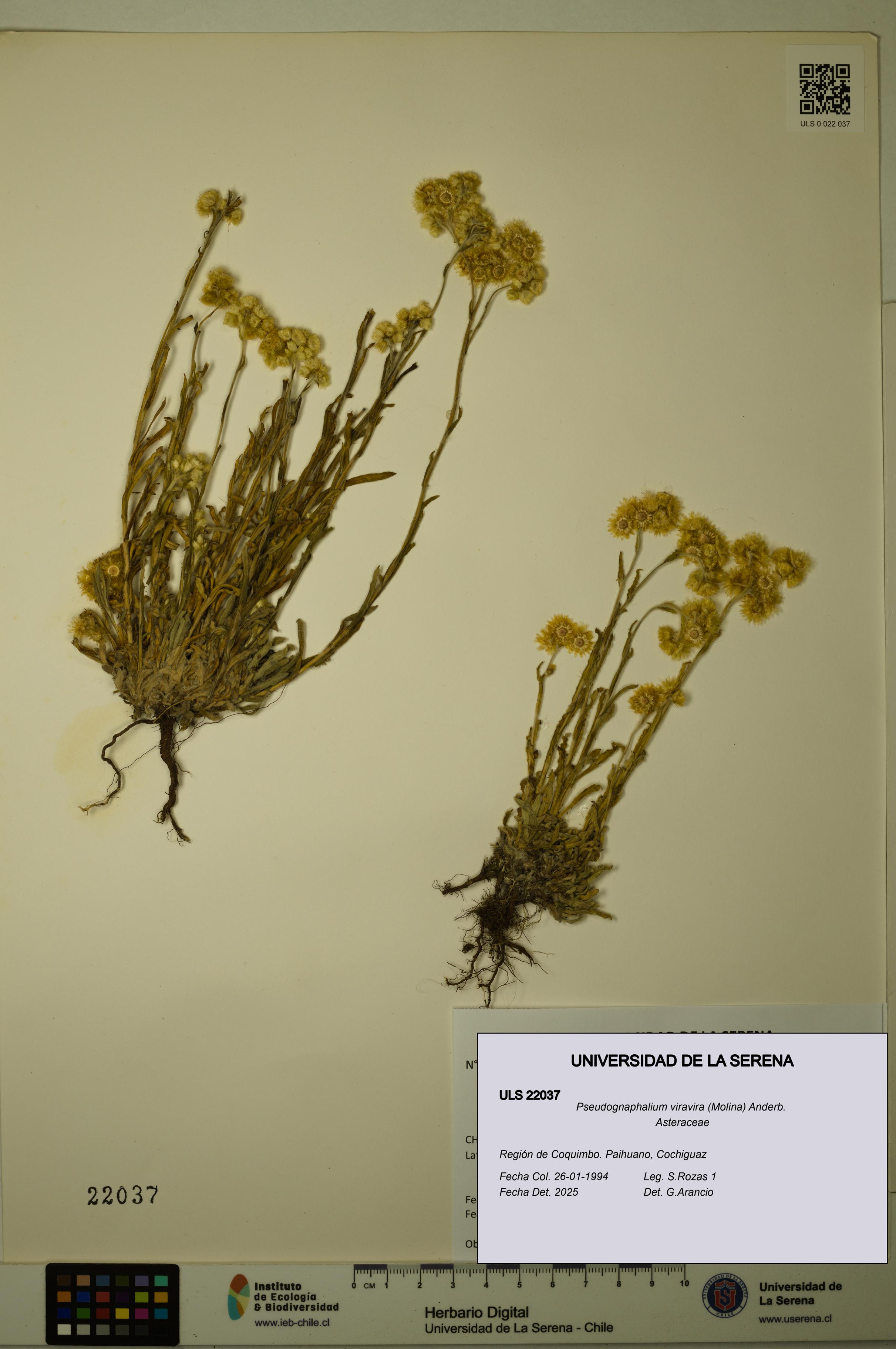 Pseudognaphalium viravira [Espécimen: ULS:ULS:0022037]