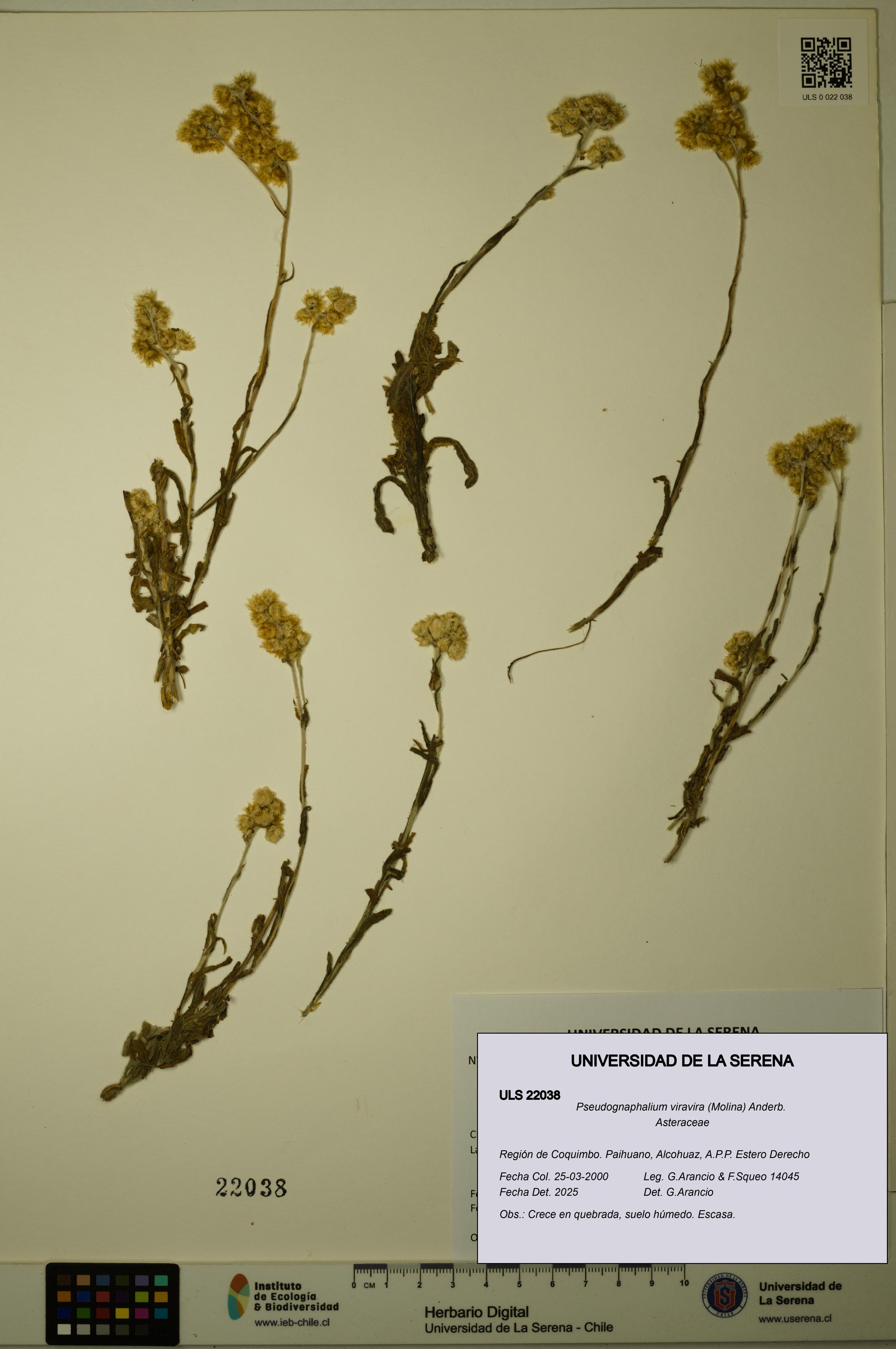 Pseudognaphalium viravira [Espécimen: ULS:ULS:0022038]