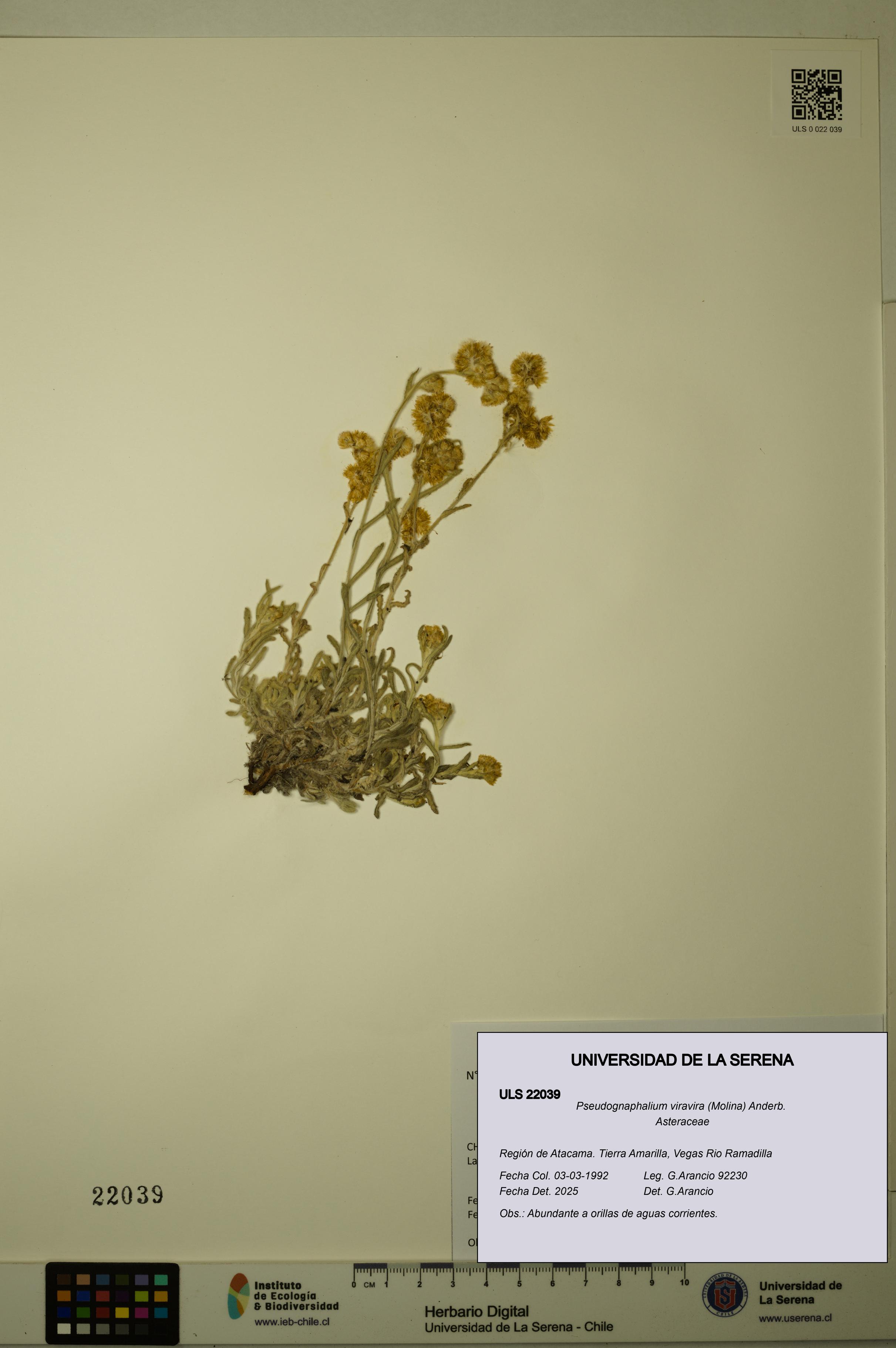 Pseudognaphalium viravira [Espécimen: ULS:ULS:0022039]
