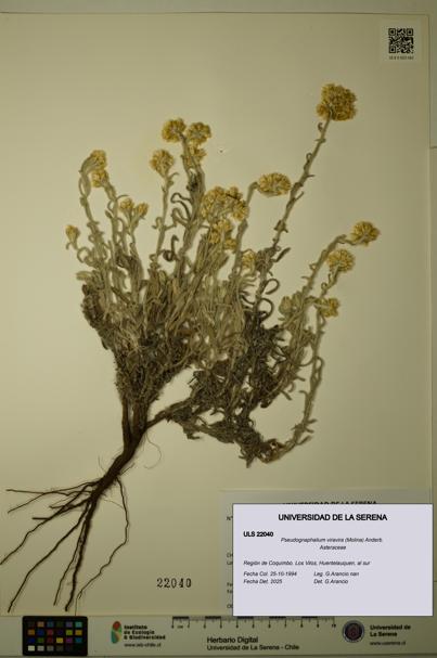 Pseudognaphalium viravira [Espécimen: ULS:ULS:0022040]