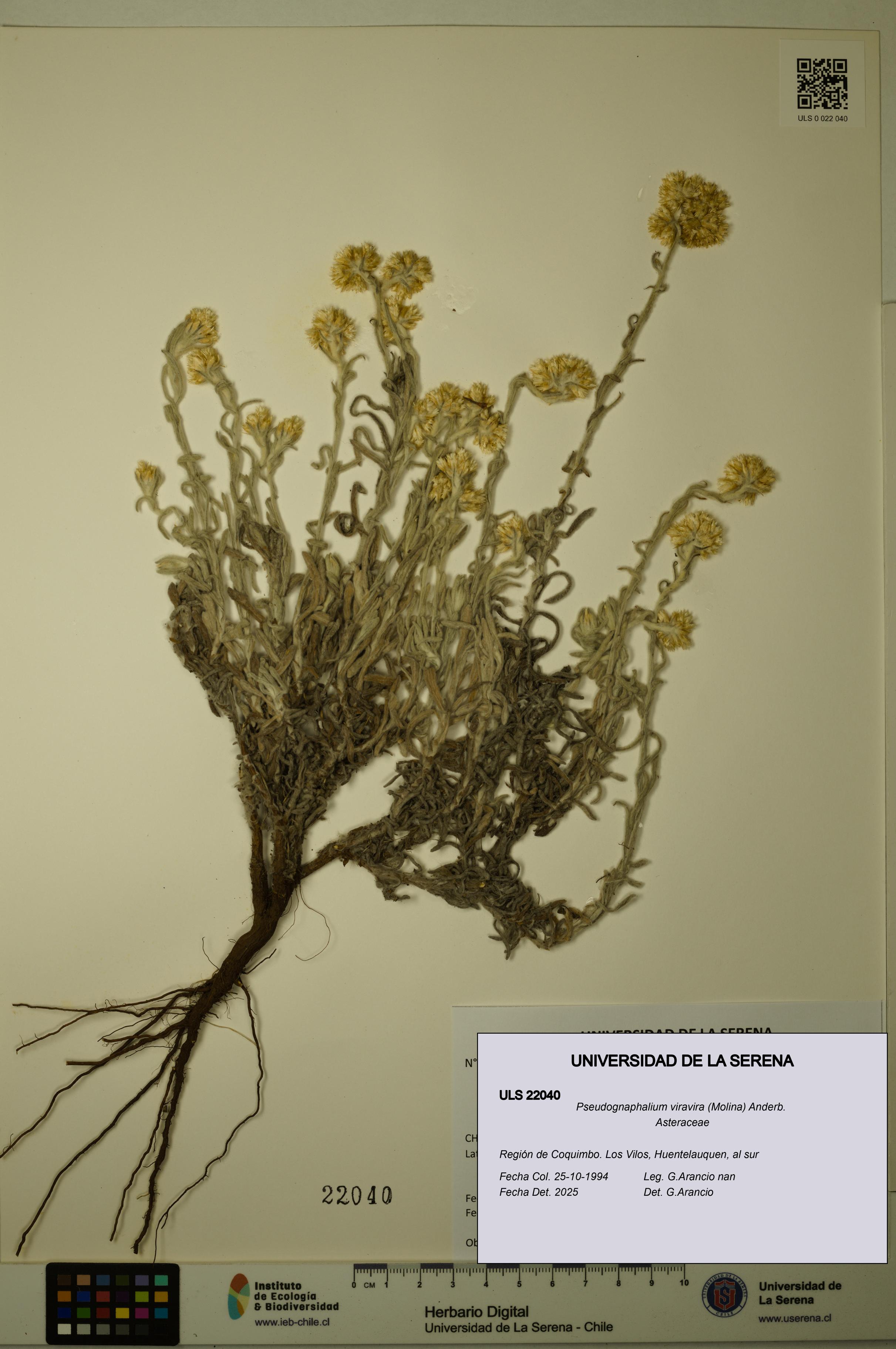 Pseudognaphalium viravira [Espécimen: ULS:ULS:0022040]