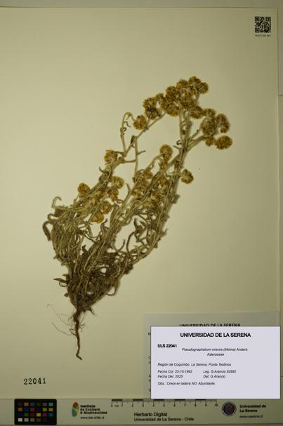 Pseudognaphalium viravira [Espécimen: ULS:ULS:0022041]