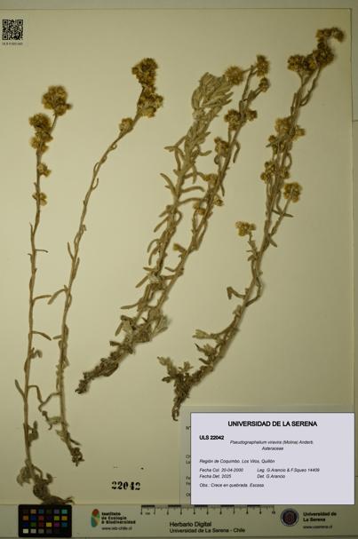 Pseudognaphalium viravira [Espécimen: ULS:ULS:0022042]